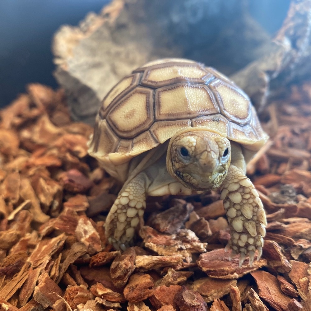 Meet your Posher, Gustavo j.